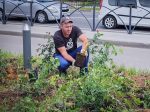 Цветник в английском стиле разбили на площади имени Тимофеева в Бронницах